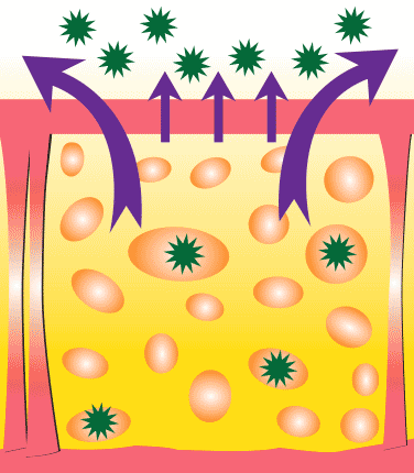 Triglycerides